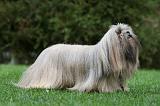 LHASSA APSO 191